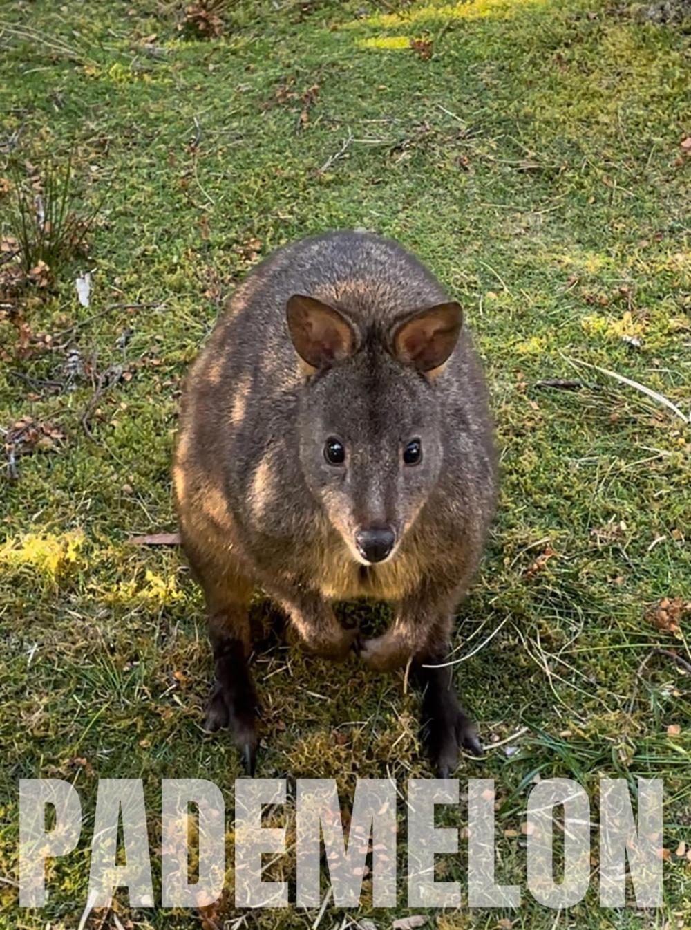 Strahan Wilderness Lodge Buitenkant foto